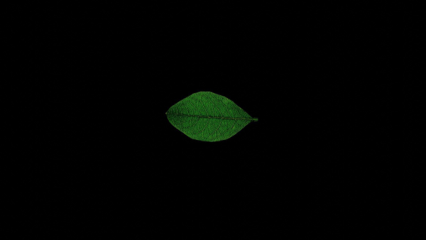 Leaf realistic