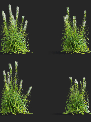 liatris-spicata-alba-3d-model-10df343dfc