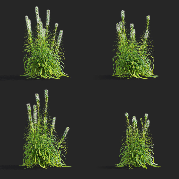 Liatris spicata alba