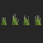 Liatris spicata alba