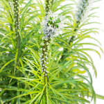 Liatris spicata alba