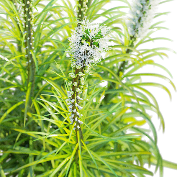 Liatris spicata alba
