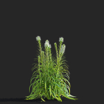 Liatris spicata alba