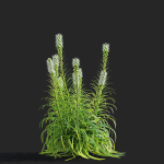Liatris spicata alba