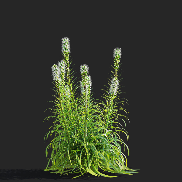 Liatris spicata alba