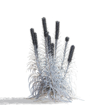 Liatris spicata alba