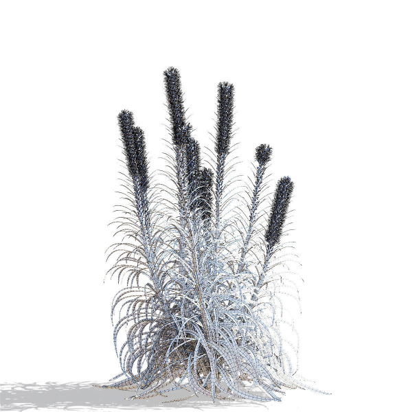 Liatris spicata alba