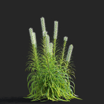 Liatris spicata alba
