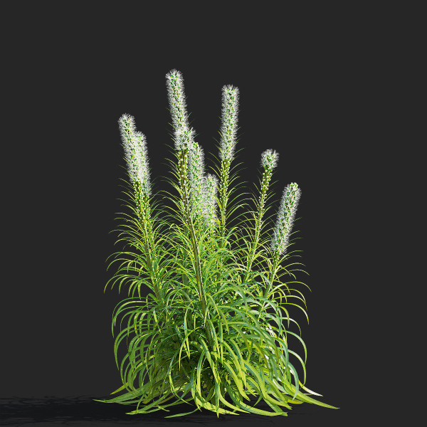 Liatris spicata alba