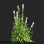 Liatris spicata alba