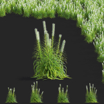 Liatris spicata alba