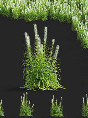 Liatris spicata alba
