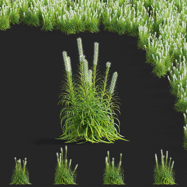 Liatris spicata alba