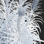 Liatris spicata alba