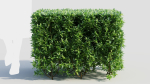 Ligustrum vulgare a