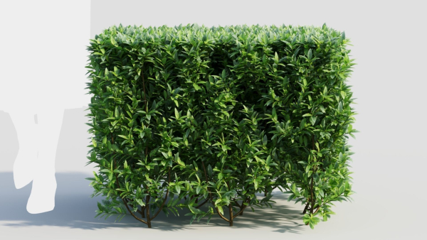 Ligustrum vulgare a