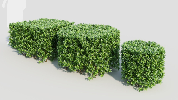 Ligustrum vulgare a