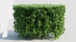 Ligustrum vulgare a