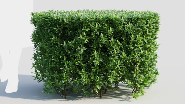 Ligustrum vulgare a
