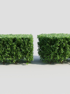 Ligustrum vulgare a