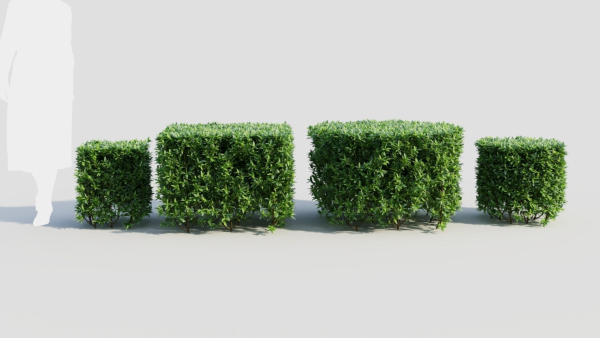 Ligustrum vulgare a