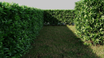 Ligustrum vulgare a