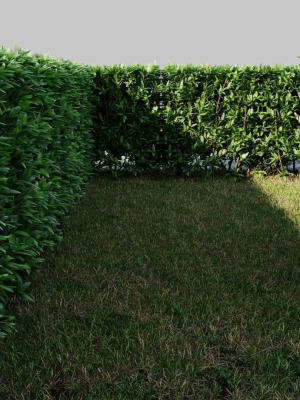 ligustrum-vulgare-a-3d-model-4c2494123a