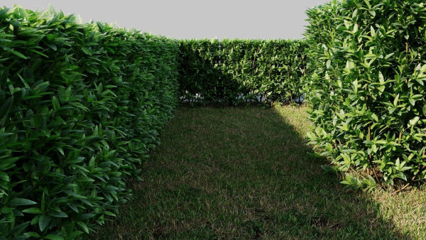 Ligustrum vulgare a