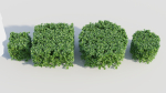 Ligustrum vulgare a