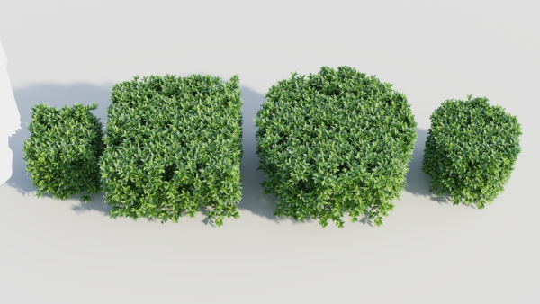 Ligustrum vulgare a