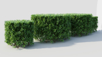Ligustrum vulgare a
