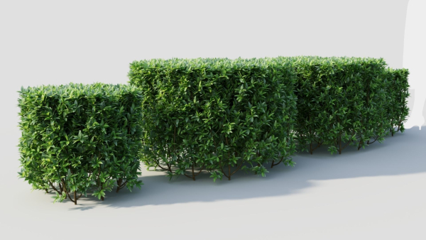 Ligustrum vulgare a