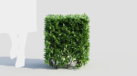 Ligustrum vulgare a