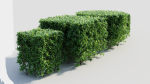 Ligustrum vulgare a