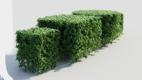 Ligustrum vulgare a