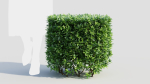 Ligustrum vulgare a