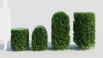 Ligustrum vulgare b