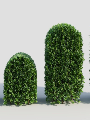 Ligustrum vulgare b