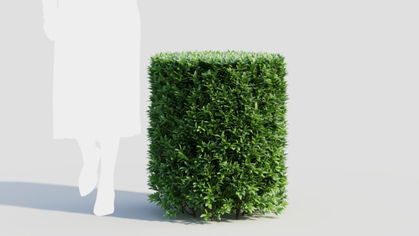 Ligustrum vulgare b