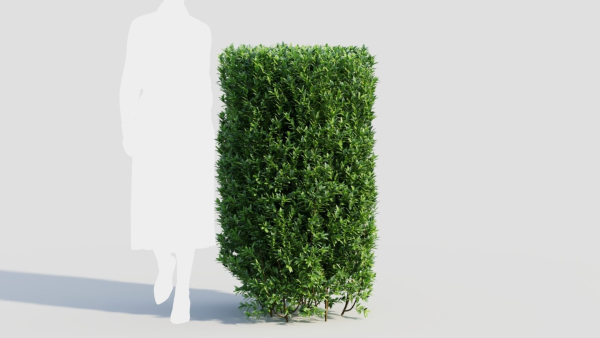Ligustrum vulgare b