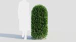 Ligustrum vulgare b
