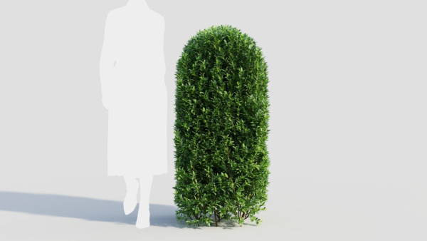 Ligustrum vulgare b
