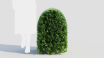 Ligustrum vulgare b