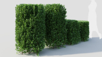 Ligustrum vulgare b