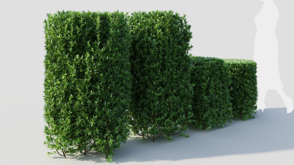 Ligustrum vulgare b