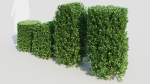 Ligustrum vulgare b