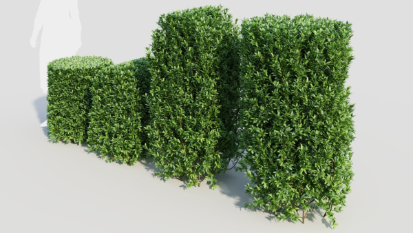 Ligustrum vulgare b