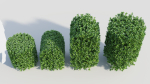 Ligustrum vulgare b