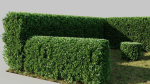 Ligustrum vulgare b