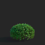 Ligustrum vulgare balls